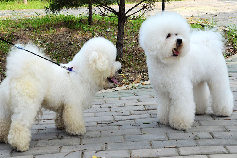 比熊犬怎么養(yǎng)？比熊犬吃什么？養(yǎng)比熊有哪些注意事項？