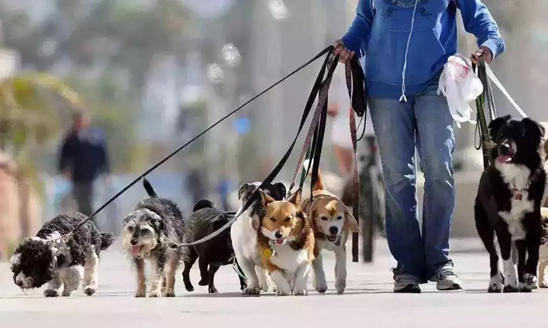 哈士奇幼犬適合吃什么狗糧，推薦蘭夏三文魚狗糧